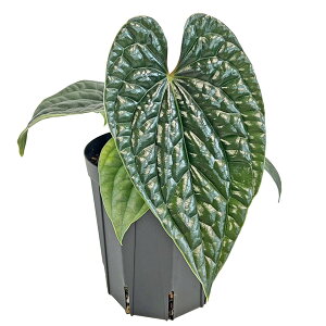 AXE NXAX 4 A[oWO Anthurium Luxurians ϗtA CeA