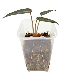 �A���J�V�A �o���r�[�m 2.5�� �c�c �l�K�~�G�� Alocasia amazonica bambino �A���C�h �ϗt�A�� �C���e���A�O���[��