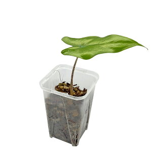 AJVA [ui 2.5 cc lK~G Alocasia zebrina NYC A  ϗtA