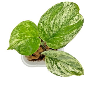 �X�L���_�v�T�X �g���r�[ �}�[�u�� 3�� �l�K�~�G�� scindapsus treubii marble �� ���A �ϗt�A��