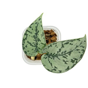 XL_vTX Vo[fB[ 3 lK~G scindapsus silver lady  A ϗtA