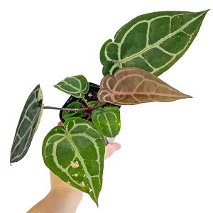 UJ �A���X���E�� �~�b�V�F�� x �~�b�V�F�� ���b�h�N���X�^���i�� 3.5�� �A�[�o���W�����O�� Urban Jungle �ϗt�A��