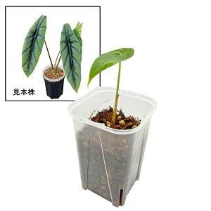 AJVA xkX^ 3 cc lK~G Alocasia Venusta ACh  A ϗtA