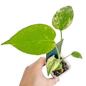 Xe fVI[T ~g 2.5 A[oWO Monstera deliciosa Mint (TC) ACh ϗtA