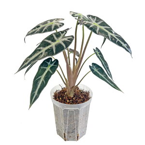 AJVA or[m 4 lK~G ˂`bvA Alocasia Bambino A[ TgC ^ ϗtA CeA