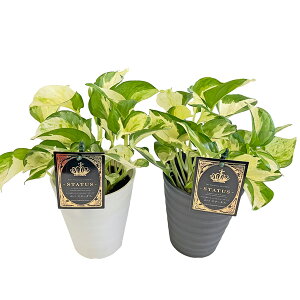 |gX Xe[^X 4    N[ |gX̉l pothos GWC ACh 鐫 ϗtA