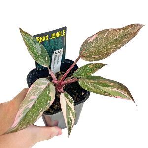 UJ �t�B���f���h���� �s���N�v�����Z�X �M�����N�V�[ 3.5�� ������ �A�[�o���W�����O�� �ϗt�A��