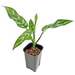 AOIl} }A lK~G 3.5 ˂`bvA Aglaonema Maria ACh ϗtA