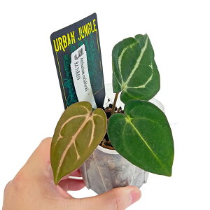 UJ AXE J[ubL[ 3 A[oWO Anthurium carlablackiae ϗtA