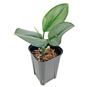 XL_vTX gr[ [Cg 3 Scindapsus treubii moonlight ϗtA