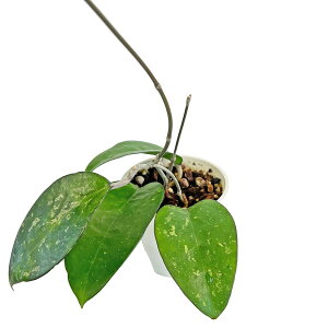 i̔ z tXR }Mi[^ 3.5 Hoya fusco marginata h|  A ϗtA