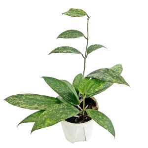 ホヤ ブビカリクス シルバーピンク 3.5号 Hoya pubicalyx SilverPink 鷲尾園芸 希少 レア 観葉植物