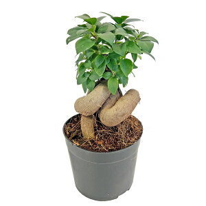 KW} 3.5 ϗtA K̖ Chinese Banyan KW} LWi[  CeAO[