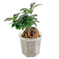 楽天市場】ガジマル（観葉植物｜花・観葉植物）：花・ガーデン・DIYの通販