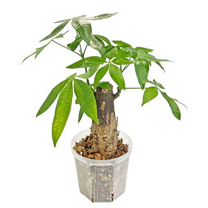 pL lK~GX^_[h 4  ɑ  Money Tree }l[c[  ϗtA