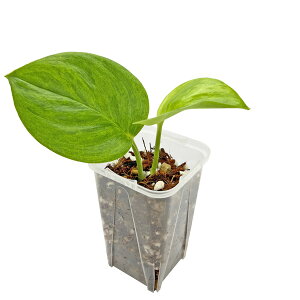 XL_vTX gr[ O[IO[ 2.5 lK~G scindapsus treubii GOG  A ϗtA