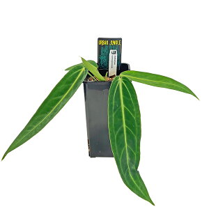 ���i�̔� �A���X���E�� �����N�A�[�i�� 4.5�� �A�[�o���W�����O�� Anthurium warocqueanum �ϗt�A��