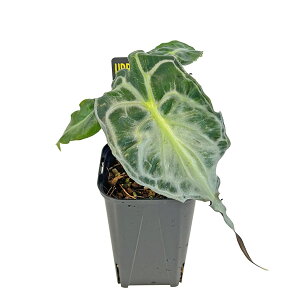 �A���J�V�A ���F�m�� 3�� �A�[�o���W�����O�� Urban Jungle Alocasia Venom �ϗt�A��