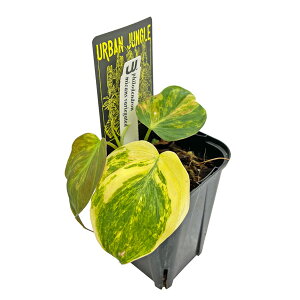 �t�B���f���h���� �~�J���X ������ 3�� �A�[�o���W�����O�� Phillodendron micans varirgated Urban Jungle �ϗt�A��