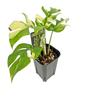 ���i �q�������X�e�� ������ 3�� (HM003) ���t�B�h�t�B�� �e�g���X�y���} �A���{ �A�[�o���W�����O�� �P�����X�e�� �A���C�h �ϗt�A��