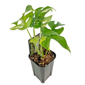 ���i �q�������X�e�� ������ (HM004) 3�� ���t�B�h�t�B�� �e�g���X�y���} �A���{ �A�[�o���W�����O�� �P�����X�e�� �A���C�h �ϗt�A��