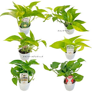 |gX emV[Y 3 ɓ| їt pothos em[h TerunoWorld ϗtA