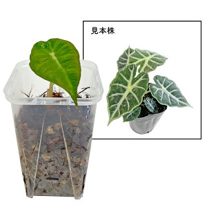 AJVA p\ 2.5 cc lK~G Alocasia parasol ACh  A ϗtA