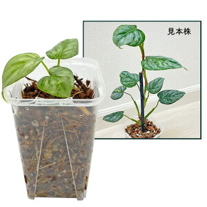 tBfh \fC 2.5 cc lK~G Philodendron sodiroi Vo[ 鐫  ϗtA