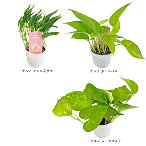 |gX emV[Y 3 ɓ| їt pothos em[h TerunoWorld ϗtA VO J[jo [Cg