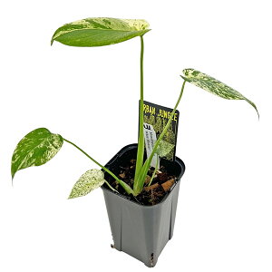 ���i �����X�e�� �z���C�g�����X�^�[ 3.5�� WM003 �V�×� �A�[�o���W�����O�� Monstera deliciosa White Monster �A���C�h �ϗt�A��