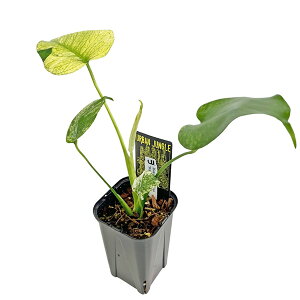 ���i �����X�e�� �z���C�g�����X�^�[ 3.5�� WM004 �V�×� �A�[�o���W�����O�� Monstera deliciosa White Monster �A���C�h �ϗt�A��