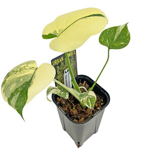 UJ �����X�e�� �^�C�R���X�e���[�V���� ������ ���I�I���� 3.5�� �A�[�o���W�����O�� Monstera deliciosa Thai constellation �ϗt�A��