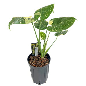 UJ �����X�e�� �^�C�R���X�e���[�V���� ������ 4�� #010 �A�[�o���W�����O�� Monstera deliciosa Thai constellation �ϗt�A��