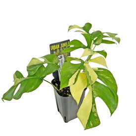 現品 ヒメモンステラ 斑入り (HM006) 3号 ラフィドフィラ テトラスペルマ アルボ アーバンジャングル 姫モンステラ アロイド 観葉植物