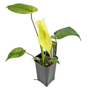 ���i �����X�e�� �z���C�g�����X�^�[ 3.5�� WM007 �V�×� �A�[�o���W�����O�� Monstera deliciosa White Monster �A���C�h �ϗt�A��