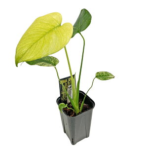 ���i �����X�e�� �z���C�g�����X�^�[ 3.5�� (WM008) �V�×� �A�[�o���W�����O�� Monstera deliciosa White Monster �A���C�h �ϗt�A��