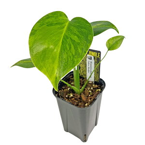 ���i UJ �����X�e�� �f���V�I�[�T �C�G���[�}������ 3.5�� (M17) �A�[�o���W�����O�� Urban Jungle Monstera Yellow Marilyn �ϗt�A��