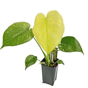 ���i �����X�e�� �z���C�g�����X�^�[ 3.5�� WM007 �V�×� �A�[�o���W�����O�� Monstera deliciosa White Monster �A���C�h �ϗt�A��