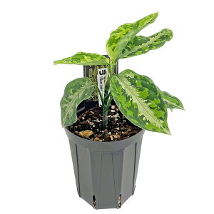 観葉植物 アグラオネマ 4号」の人気商品一覧 | 安い商品を通販サイト 