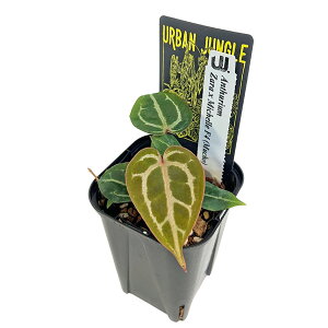 �A���X���E�� �U�� x �~�b�V�F�� 3�� �A�[�o���W�����O�� �~�V�F�� Urban Jungle Anthurium Zara x Michelle F4 (Mucho) �ϗt�A��