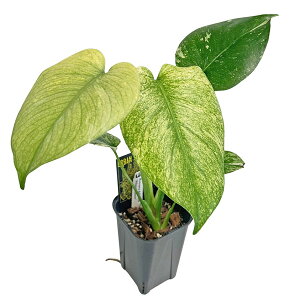 ���i �����X�e�� �z���C�g�����X�^�[ 3.5�� (WM008) �V�×� �A�[�o���W�����O�� Monstera deliciosa White Monster �A���C�h �ϗt�A��