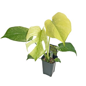 ���i �����X�e�� �z���C�g�����X�^�[ 3.5�� WM007 �V�×� �A�[�o���W�����O�� Monstera deliciosa White Monster �A���C�h �ϗt�A��