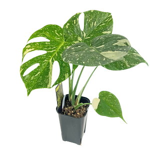 UJ �����X�e�� �^�C�R���X�e���[�V���� ������ 3.5�� No.015 �A�[�o���W�����O�� Monstera deliciosa Thai constellation �ϗt�A��