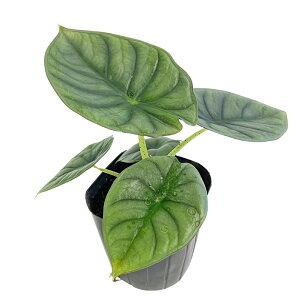 �A���J�V�A �l�u�� �C���y���A���X 3�� ���|�b�g Alocasia nebula Imperialis �W���G�� �T�g�C���� �ϗt�A�� �C���e���A�O���[��