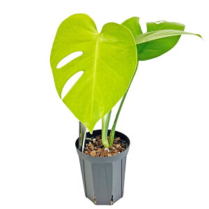 UJ �����X�e�� �S�[���h���[�t 4�� �A�[�o���W�����O�� Monstera Deliciosa Gold Leaf �ϗt�A��