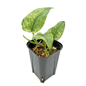 �X�L���_�v�T�X �W�F�C�h�T�e�� �}�[�u���N�C�[�� 3�� �l�K�~�G�� Scindapsus jadesatin marble queen �� ���A �ϗt�A��