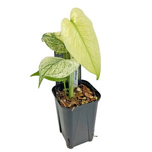 UJ �����X�e�� �z���C�g�����X�^�[ 3�� �V�×� �A�[�o���W�����O�� Monstera deliciosa White Monster �A���C�h �ϗt�A��