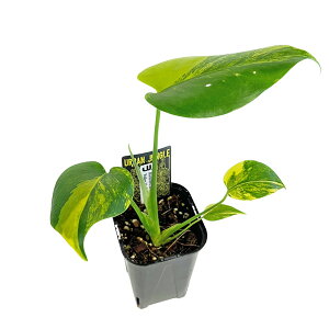 ���i UJ �����X�e�� �f���V�I�[�T �C�G���[�}������ 3.5�� (M18) �A�[�o���W�����O�� Urban Jungle Monstera Yellow Marilyn �ϗt�A��