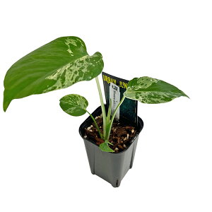 ���i UJ �����X�e�� �f���V�I�[�T �o���o�\�[ (MB2) 3�� �A�[�o���W�����O�� Urban Jungle Monstera deliciosa Bulbasaur �ϗt�A��