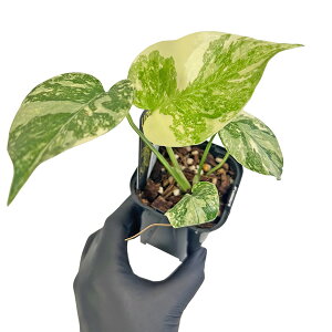 UJ �����X�e�� �f���V�I�T �S�[���h�_�X�g 3�� �f���V�I�[�T ������ Urban Jungle Monstera Deliciosa Gold Dust (Jinsha TC select) �ϗt�A��